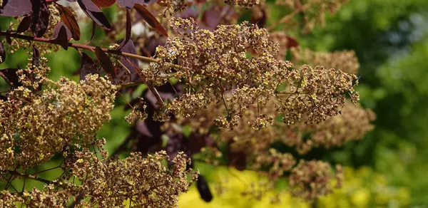 Stock image Mackerel tannerum woody plant growing in a city park