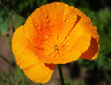 Escholzia California çiçeklerinin yakın çekimi çok narin ve güzeldir.