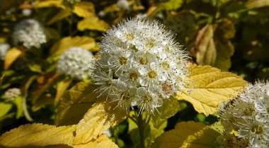 Diabolo çiçekleri çok narin ve güzeldir.