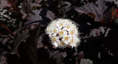 Diabolo çiçekleri çok narin ve güzeldir.
