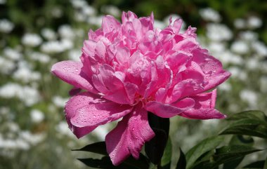 Bitkisel şakayık çiçeği baharda açan büyük ve güzel bir çiçektir..