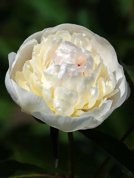 stock image Amalia Peony flower is a large beautiful flower blooming in spring.