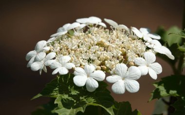 Çiçek açan beyaz çiçekler sırasında Viburnum vulgare