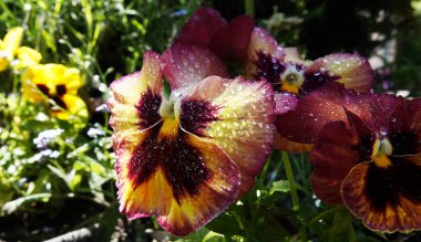 Viola Viola ya da Bahçe Pansy, Violet ailesinin uzun ömürlü bitkilerindendir..