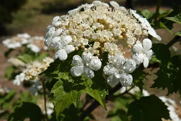 stock image Viburnum vulgare during flowering white flowers