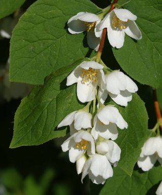 Flowers Jasmine White or Mock Orange is a shrub, family Olive clipart