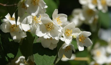 Çiçekler Jasmine White veya Sahte Portakal bir çalılıktır.