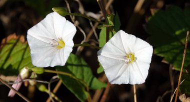 Flowers birch, bindweed, bindweed, dodder, dodder, fence entwining, bells, quiver, mouse fire, wicker, scatter, plumage, God's cup, wild hops clipart