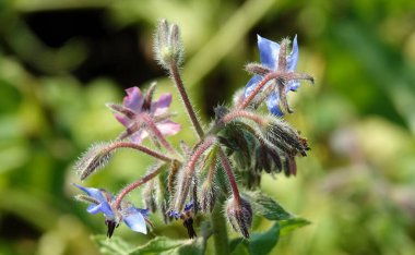 Çiçek Borage, ya da Borage otları, ya da Borage otları, ya da Borage, ya da Borage, ya da Borache, Borago görevlileri çiçek açan bitkiler, Borage ailesinin Boraginaceae cinsi.