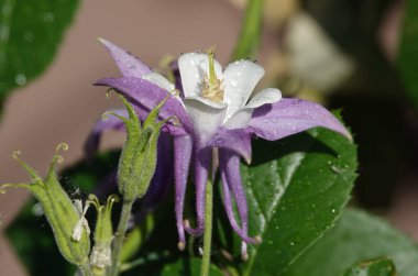 Çiçekler Aquilegia veya Columbine yakın plan güzel ve narin