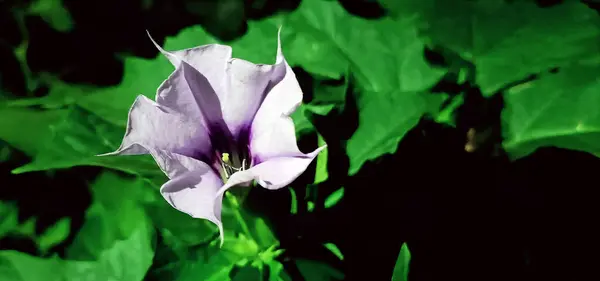 stock image Flowers Datura common close-up very delicate and beautiful