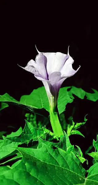 stock image Flowers Datura common close-up very delicate and beautiful