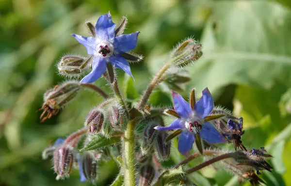 stock image Flower Borage, or Borage grass, or Borage grass medicinal, or Borage, or Borage, or Borache, Borago officinalis flowering plants, genus Borage of the Borage family Boraginaceae