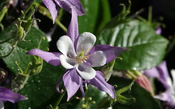 stock image Flowers Aquilegia or Columbine close-up beautiful and delicate