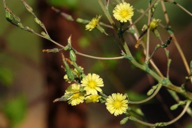 Flower Lettuce compass or Wild Lettuce is a herbaceous plant of the family Asteraceae