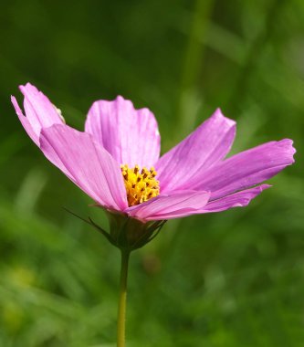 Kozmos bipinnatum çiçeği, Asteraceae familyasının yıllık çiçek açan bitkisidir..