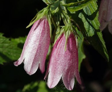 Bellflower Cherry Bells dotted flower plant is a plant, family Campanulaceae clipart