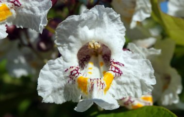 Flowers Catalpa bigoniaformes, Indian bean tree, common catalpa, siren-leaved catalpa, cigar tree, southern catalpa, clipart