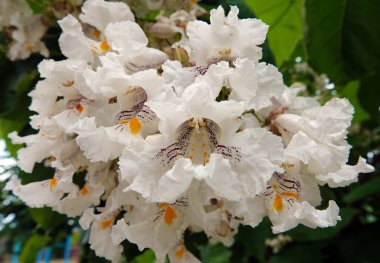 Çiçekler Katalpa bigoniaformes, Hindistan fasulye ağacı, yaygın katalpa, siren yapraklı katalpa, puro ağacı, güney katalpa,