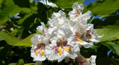 Flowers Catalpa bigoniaformes, Indian bean tree, common catalpa, siren-leaved catalpa, cigar tree, southern catalpa, clipart