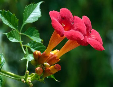 Campsis radicans flower is a large perennial deciduous vine with bright decorative flowers from the Bignoniaceae family.