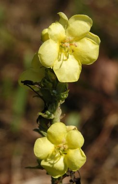 Mullein çiçeği, Ayı Kulağı veya Verbascum, Scrophulariaceae familyasından iki yıllık bir şifalı bitkidir.