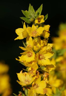 Mullein çiçeği, Ayı Kulağı veya Verbascum, Scrophulariaceae familyasından iki yıllık bir şifalı bitkidir.