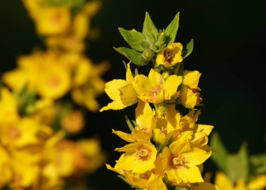 Mullein çiçeği, Ayı Kulağı veya Verbascum, Scrophulariaceae familyasından iki yıllık bir şifalı bitkidir.