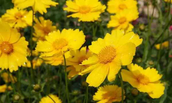 Coreopsis lanceolata, Asteraceae familyasından yıllık bir bitki türü.
