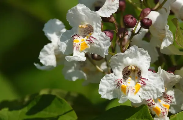 stock image Flowers Catalpa bigoniaformes, Indian bean tree, common catalpa, siren-leaved catalpa, cigar tree, southern catalpa,