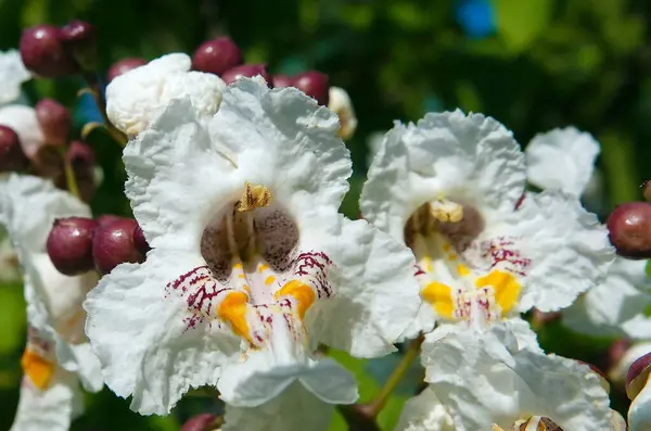 stock image Flowers Catalpa bigoniaformes, Indian bean tree, common catalpa, siren-leaved catalpa, cigar tree, southern catalpa,