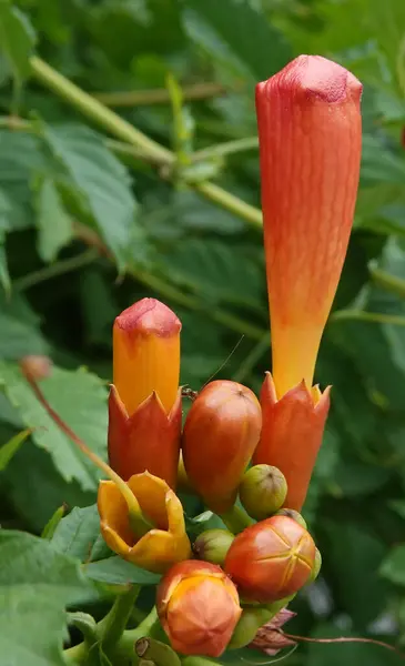 stock image Campsis radicans flower is a large perennial deciduous vine with bright decorative flowers from the Bignoniaceae family.