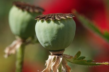 Poppy flower - a box with fruits flowering clipart