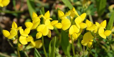 Flowers Ladvenets tenuis - a genus of annual and perennial herbs or subshrubs of the legume family clipart