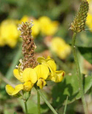 Ladvenets tenuis, baklagiller familyasının yıllık ve daimi bitkilerinin bir türüdür.