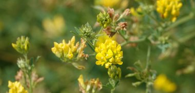 Lucerne, baklagiller (Cervidae) familyasından bir bitki türü.