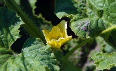Lucerne, baklagiller (Cervidae) familyasından bir bitki türü.