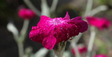 Lychnis Coronata çiçekleri tarlaya yakın çekim yapıyor.