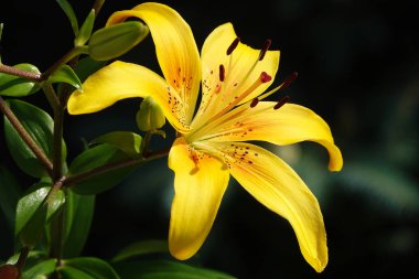 Adi çiçeklerin çiçekleri farklı renklerde