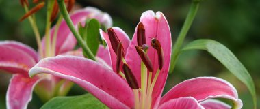 Adi çiçeklerin çiçekleri farklı renklerde