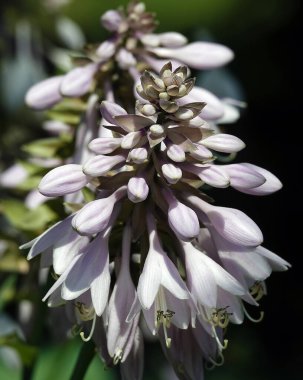 Hosta çiçekleri çok narin ve güzeldir.