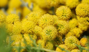 Flowers Santolina Razmorinolistnaya and Izyashnaya close-up are very delicate and beautiful clipart