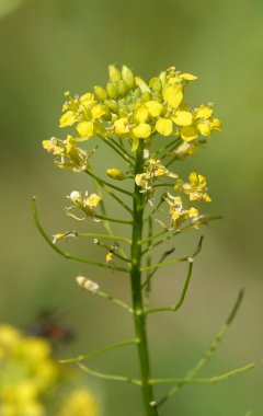 Çiçek Çobanı 'nın çantası (