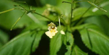 Dokunma bana, ormanda yetişen narin çiçeklerle değil.