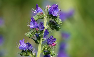Echium vulgare, Boraginaceae familyasından bir bitki türü.