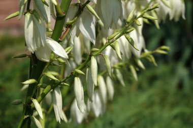 Yucca filamentosa, kuşkonmaz familyasından Yucca cinsi ağaçsı bir bitki türü olan odunsu bir bitki türüdür.