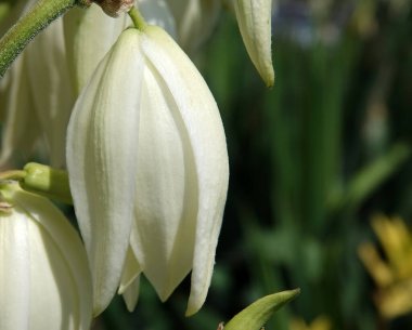 Yucca filamentosa, kuşkonmaz familyasından Yucca cinsi ağaçsı bir bitki türü olan odunsu bir bitki türüdür.