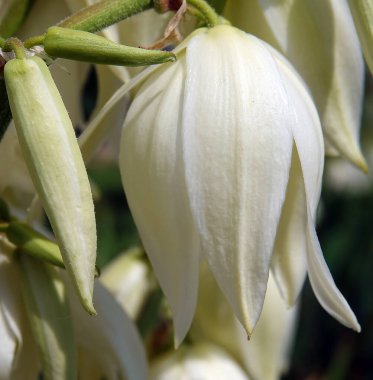 Yucca filamentosa, kuşkonmaz familyasından Yucca cinsi ağaçsı bir bitki türü olan odunsu bir bitki türüdür.