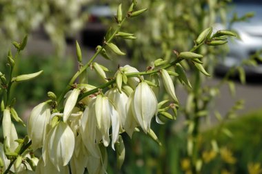 Flowers Yucca filamentosa is a perennial evergreen monoecious almost stemless plant with a woody base, a species of the genus Yucca of the Asparagus family clipart