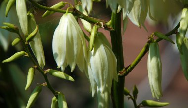 Yucca filamentosa, kuşkonmaz familyasından Yucca cinsi ağaçsı bir bitki türü olan odunsu bir bitki türüdür.